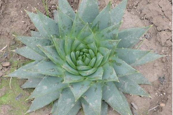 芦荟女王图片大全 芦荟女王的花语