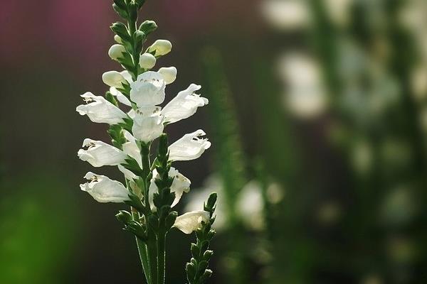 随意草图片大全 随意草花语及寓意