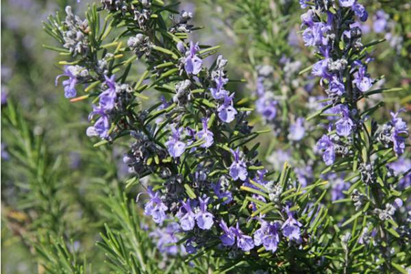 迷迭香图片大全 迷迭香花语 迷迭香是什么