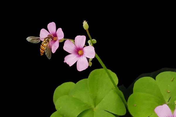 紫露草图片大全 紫露草花语及寓意