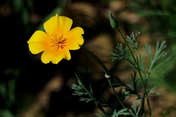 花菱草图片大全 花菱草花语及寓意