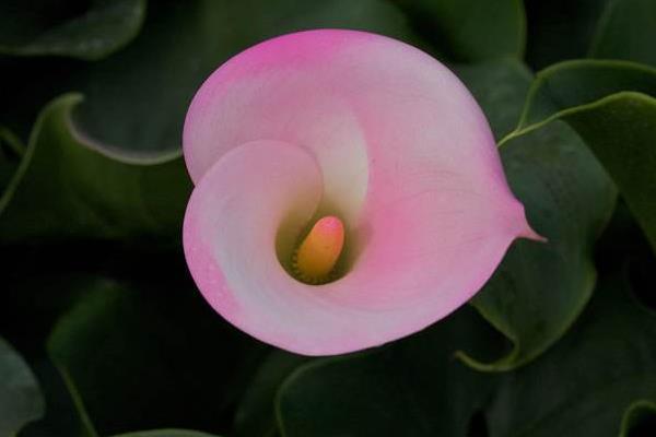 海芋花图片大全 海芋花花语及寓意