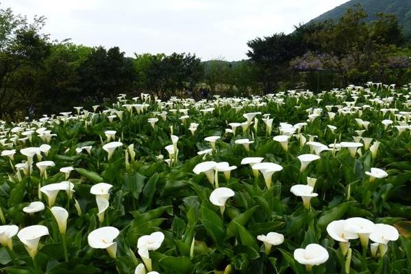 海芋花图片大全 海芋花花语及寓意