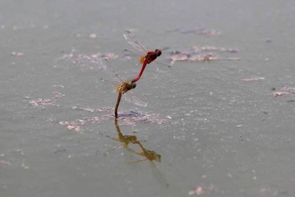 蜻蜓低飞的原因及预兆 蜻蜓多是怎么回事