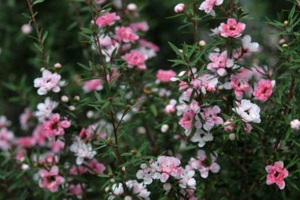 松红梅一年开几次花 松红梅什么时候开花（几月）