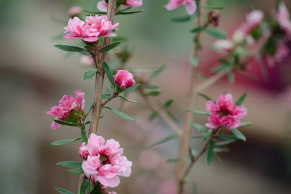 松红梅一年开几次花 松红梅什么时候开花（几月）