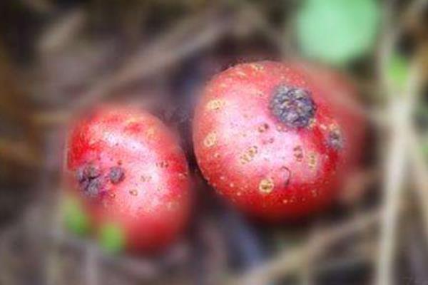 野地瓜一亩产量是多少 种植野地瓜几年能结果