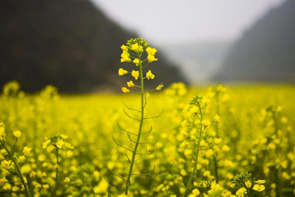 油菜花是什么颜色 油菜花有几个花瓣