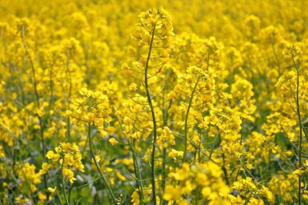 油菜花是什么颜色 油菜花有几个花瓣