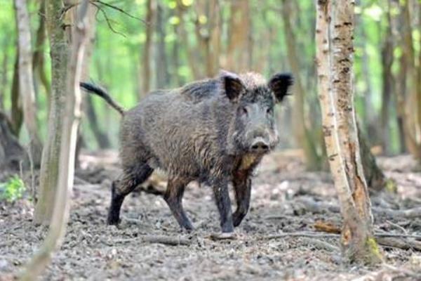 野猪是保护动物吗 野猪是国家几级保护动物