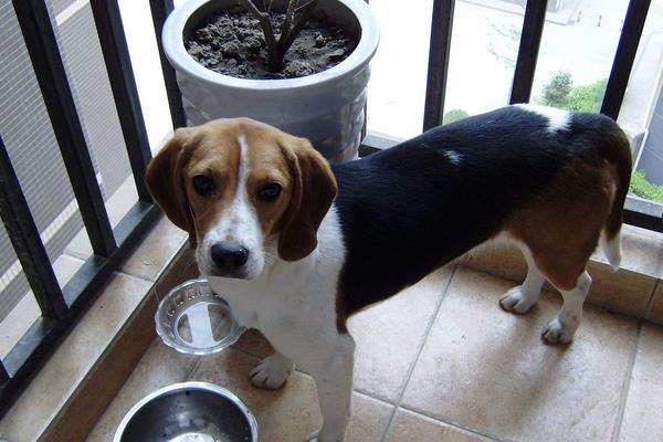 哈利犬和比格犬哪个好 哈利犬和比格犬的区别是什么