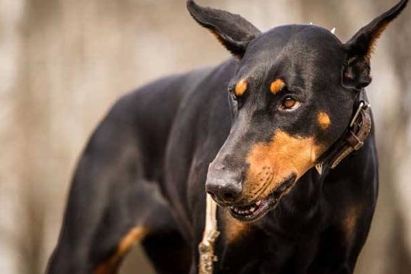 杜宾犬适合家养吗 杜宾犬耳朵怎么立