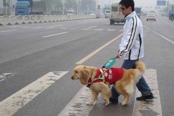 导盲犬怎么分辨红绿灯 导盲犬怎么知道主人要去哪