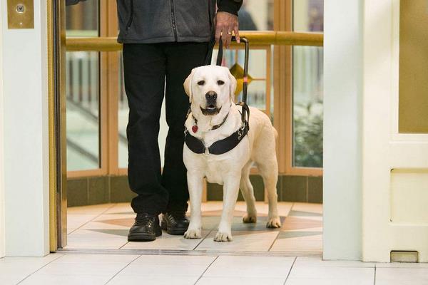 导盲犬怎么分辨红绿灯 导盲犬怎么知道主人要去哪