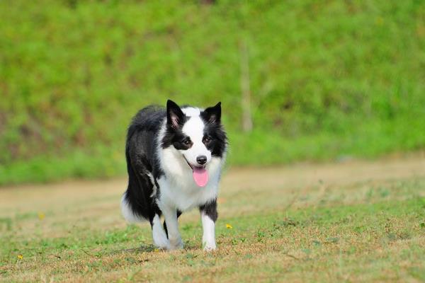 边境牧羊犬有多聪明 边牧一生认几个主人