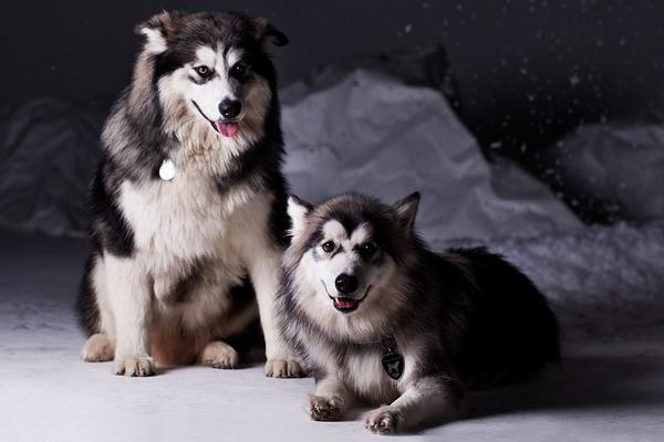 阿拉斯加犬好养吗 阿拉斯加犬怎样训练