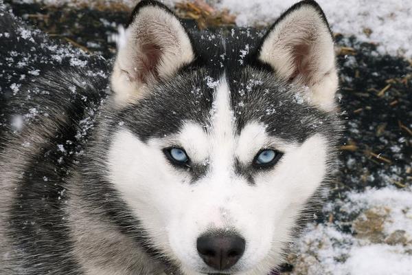 阿拉斯加犬能吃米饭吗 阿拉斯加犬如何喂养