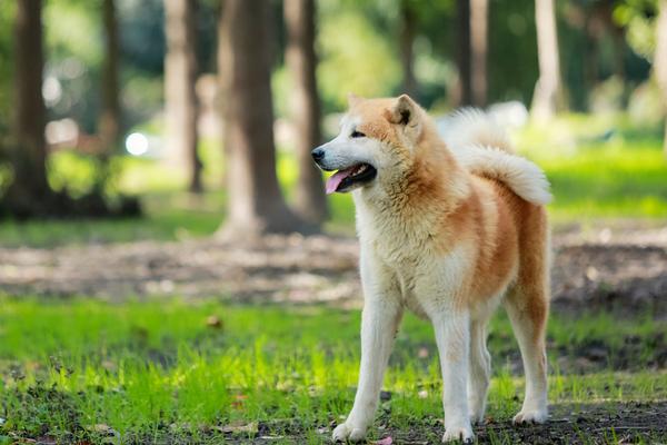 秋田犬好养吗 秋田犬怎么训练