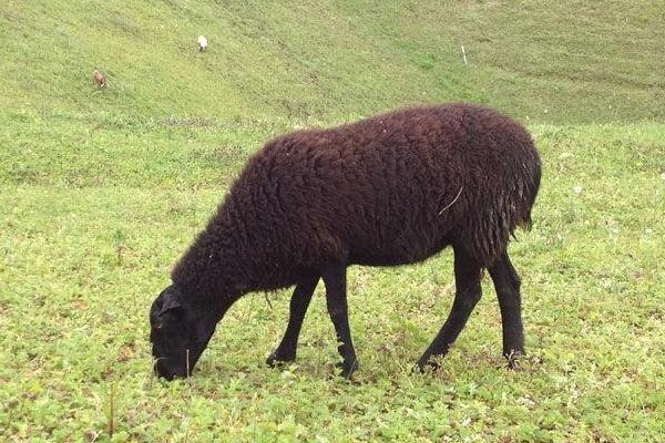 养30只乌骨羊要多少钱 投资乌骨羊要多少成本