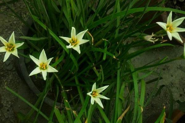 韭菜莲什么时候开花 韭菜莲花期是几月