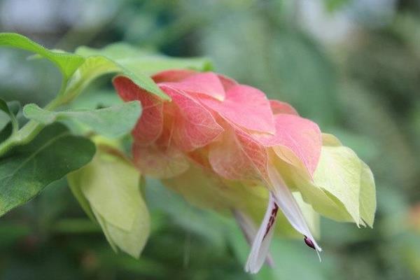 虾衣花和金苞花的区别是 虾衣花作用