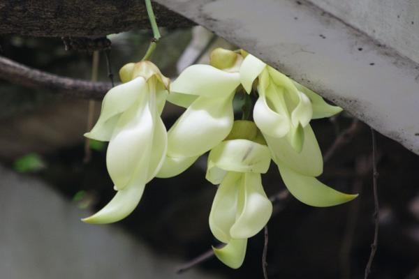 禾雀花什么时候开 禾雀花花期是几月