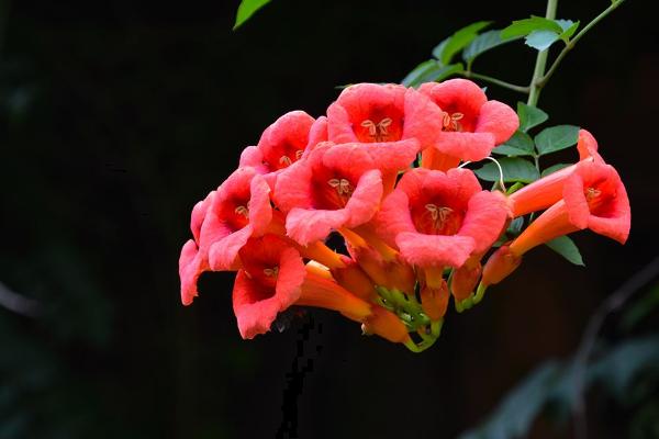 凌霄花为什么不开花（原因及解决方法） 凌霄花盆景怎么造型