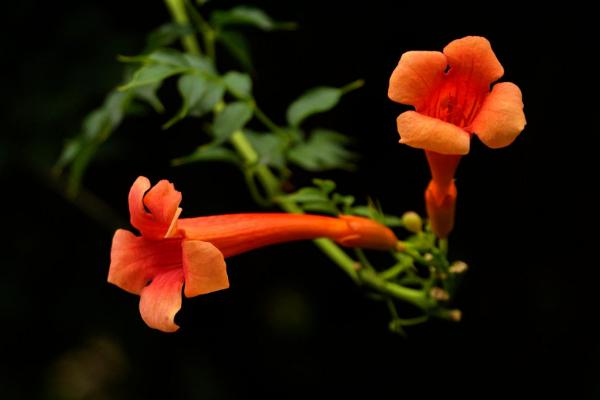 凌霄花为什么不开花（原因及解决方法） 凌霄花盆景怎么造型