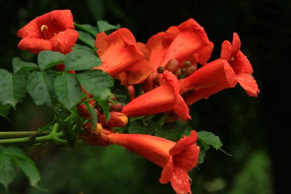 凌霄花为什么不开花（原因及解决方法） 凌霄花盆景怎么造型