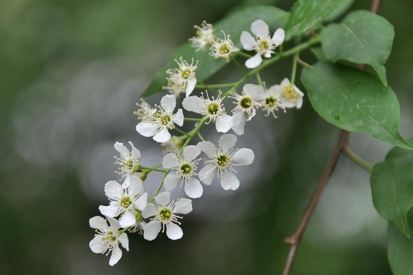 稠李是观花植物吗 稠李市场应用价值