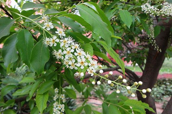 稠李是观花植物吗 稠李市场应用价值