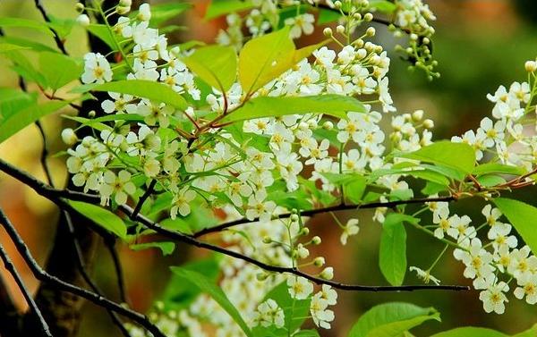 稠李是观花植物吗 稠李市场应用价值