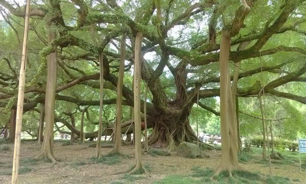 家庭养紫藤花好不好 庭院养紫藤对风水的作用