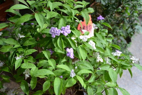 双色茉莉一年开几次花 双色茉莉什么时候开花（几月）