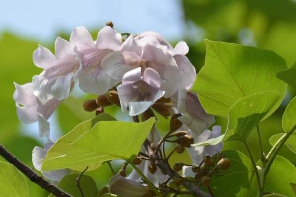 泡桐开花吗（什么时候开花） 泡桐花能吃吗