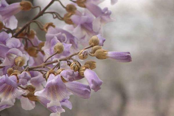 泡桐开花吗（什么时候开花） 泡桐花能吃吗