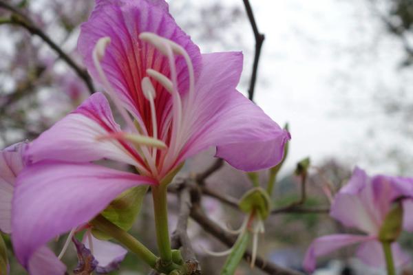 洋紫荆、羊蹄甲、红花羊蹄甲的区别是什么 洋紫荆怎么养