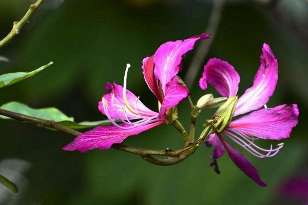 洋紫荆、羊蹄甲、红花羊蹄甲的区别是什么 洋紫荆怎么养