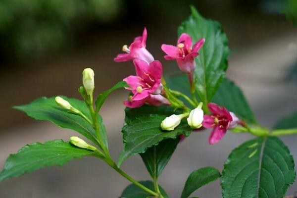 海仙花什么时候开花（几月） 怎么让海仙花多开花