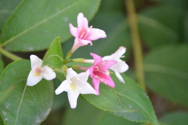 海仙花什么时候开花（几月） 怎么让海仙花多开花