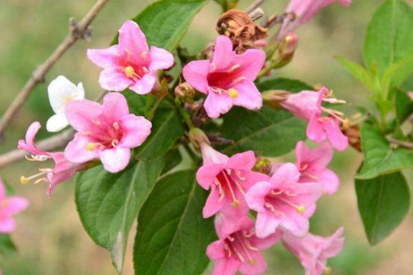 海仙花什么时候开花（几月） 怎么让海仙花多开花