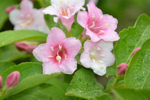 海仙花什么时候开花（几月） 怎么让海仙花多开花