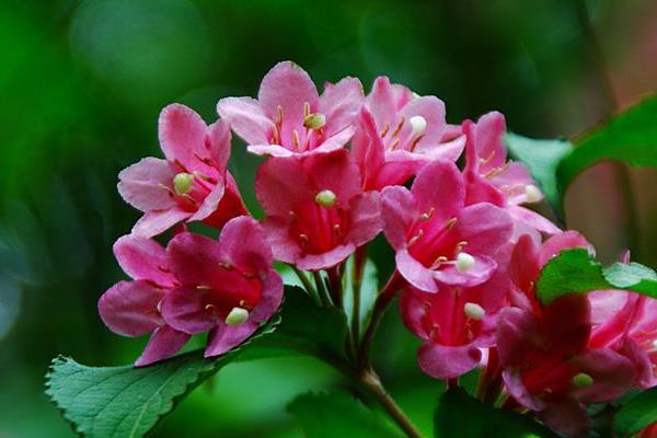 海仙花和八仙花的区别是什么 海仙花和锦带花的区别