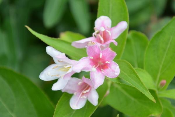 海仙花和八仙花的区别是什么 海仙花和锦带花的区别