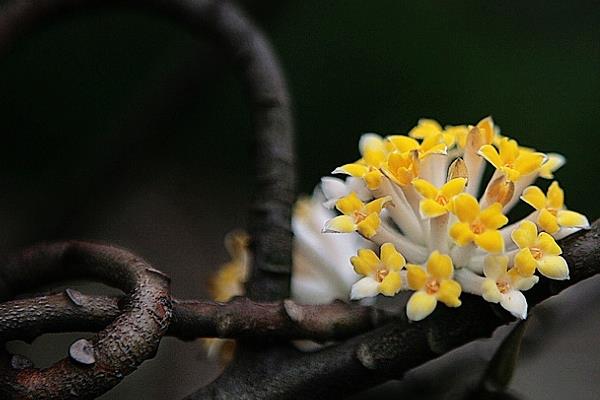 结香花与绿萝花的区别是什么 结香花有什么用