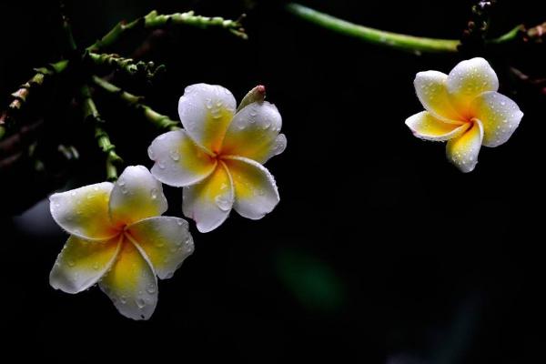 鸡蛋花什么时候开花（什么季节、几月） 鸡蛋花的花语