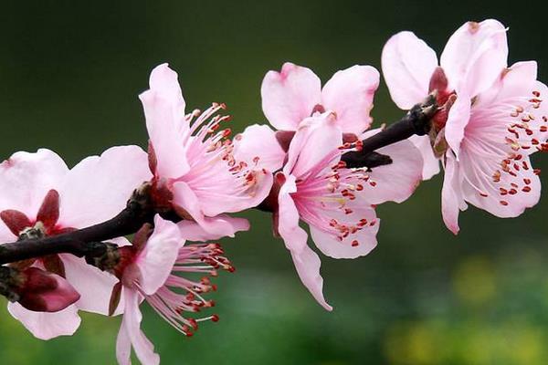 桃花什么时候开 桃花花期是几月（什么季节）