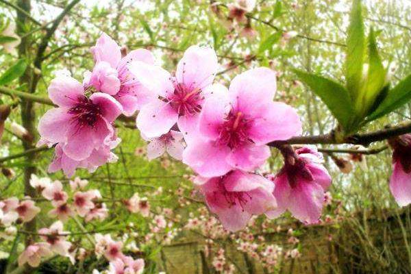 桃花什么时候开 桃花花期是几月（什么季节）