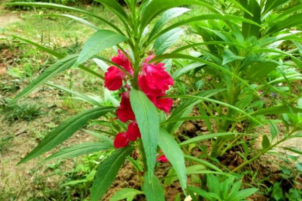 凤仙花有毒吗 凤仙花能在室内养吗