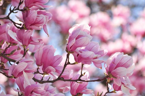 木兰花什么时候开（什么季节、几月） 木兰花的花语